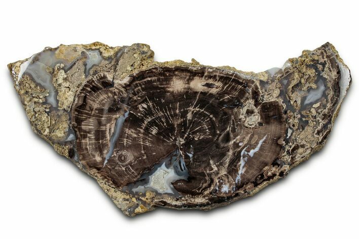 Petrified Wood (Schinoxylon) Round - Blue Forest, Wyoming #335010